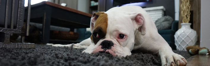 remove pet odours carpet cleaning Sheffield
