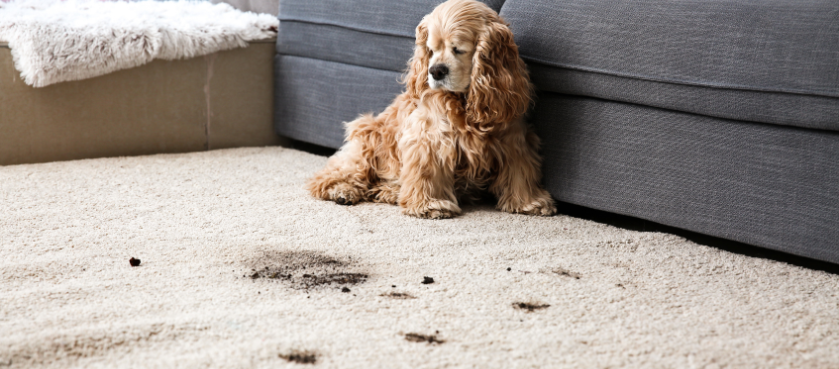 carpet cleaners Rotherham removal pet smells